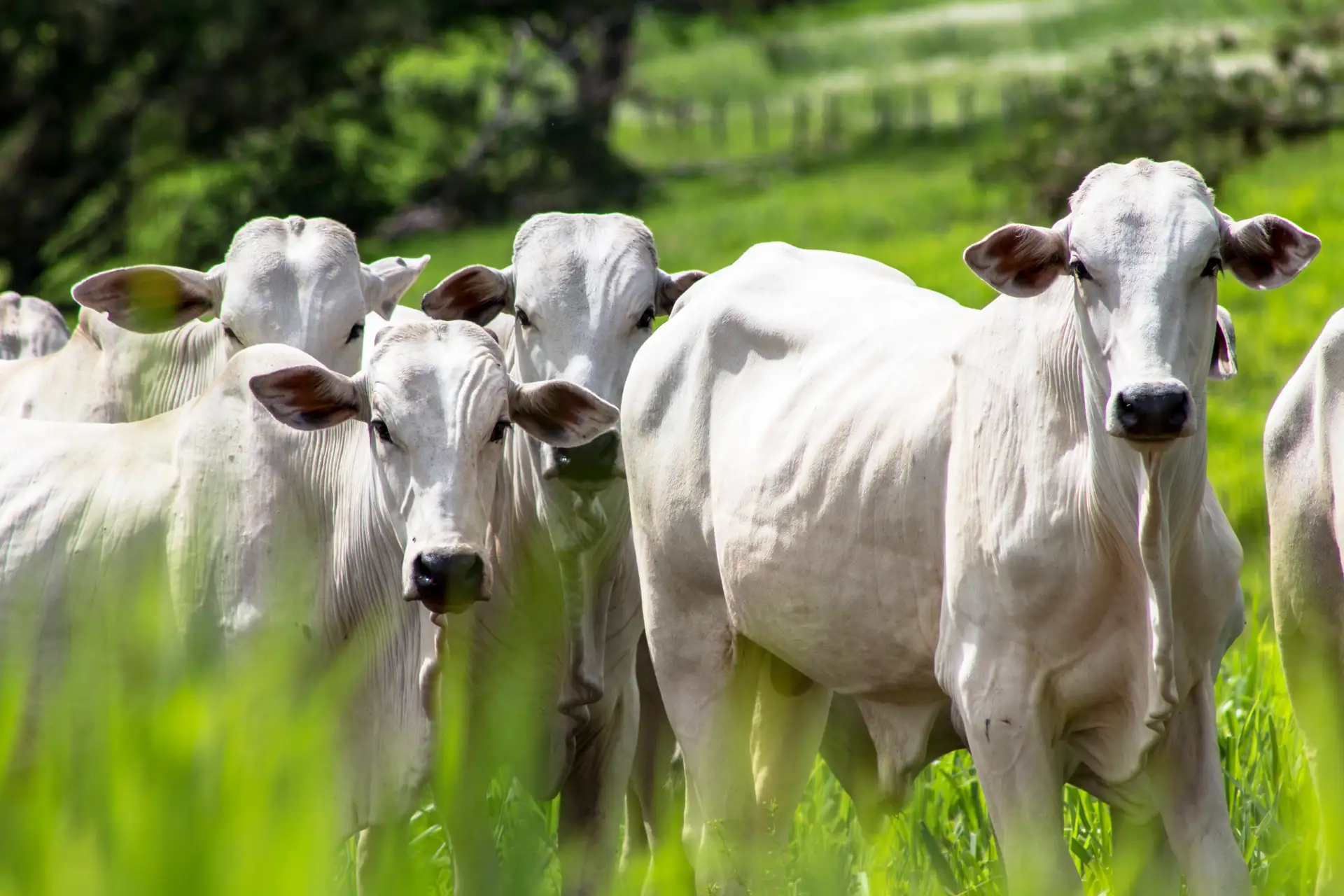 Lote de nelore em pastagem
